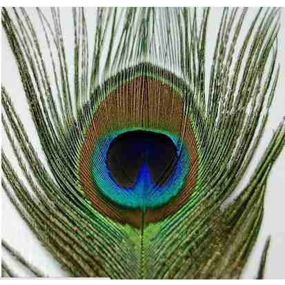 Pena Natural de Pavão para Terapia Capilar e Energética
